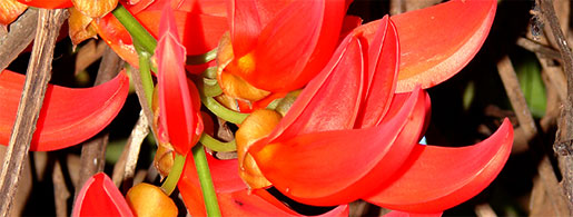 Anggrek Flame of Irian (Mucuna Novaeguinea). Foto: http://kidnesia.com