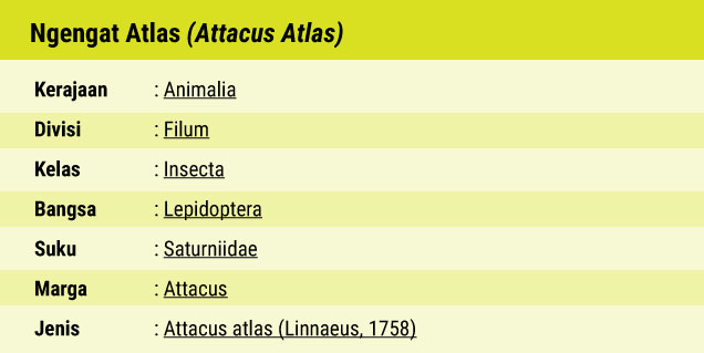 Fauna_Ngengat_Atlas_Kupu_Kupu_Malam_Terbesar_di_Dunia_03