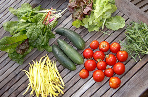 Beberapa jenis syuran yang dapat dihasilkan dari "home farming". Foto: pixabay.com