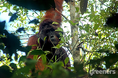 Orangutan Borneo (Pongo pygmaeus). Foto: greeners.co/Ahmad Baihaqi (Indonesia Wildlife Photography)