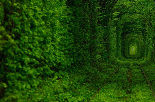 Tunnel of Love atau terowongan cinta di Ukraina. Foto: Oleg Gordienko/inhabitat.com