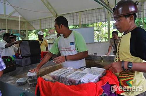 Sebanyak 3.230 ekor anakan kura-kura moncong babi dimasukkan ke dalam empat buah koper untuk diselundupkan ke Jakarta dari Jayapura. Foto: dok.BKSDA Papua