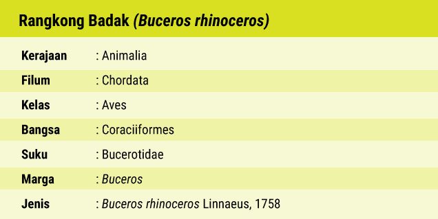 Fauna Rangkong Badak, Lambang Kesucian dari Kalimantan_03
