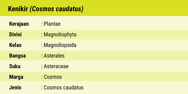 Flora Kenikir Tumbuhan Liar Kaya Khasiat_03