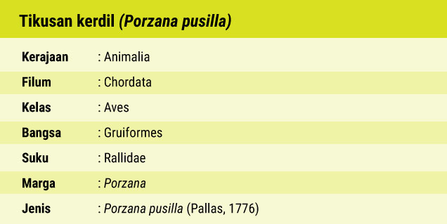 FAUNA Tikusan Kerdil, Pengembara Musim Dingin yang Pemalu_02