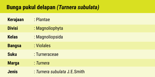 Flora Bunga Pukul Delapan, Liar Namun Berkhasiat_02