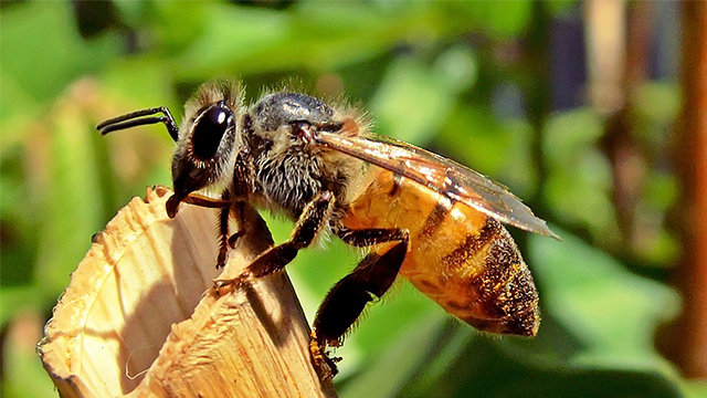 Lebah Madu, Menunjukkan Arah Lewat Tarian - Greeners.co