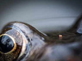 Ide_British_Wildlife_Photography_Awards_Menangkap_Keindahan_Alam_Liar_Inggris_2