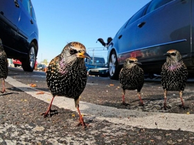 Ide_British_Wildlife_Photography_Awards_Menangkap_Keindahan_Alam_Liar_Inggris_3