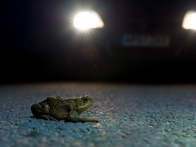 Ide_British_Wildlife_Photography_Awards_Menangkap_Keindahan_Alam_Liar_Inggris_4