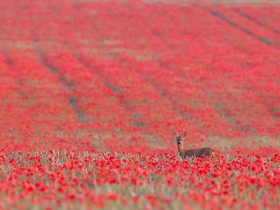 Ide_British_Wildlife_Photography_Awards_Menangkap_Keindahan_Alam_Liar_Inggris_5