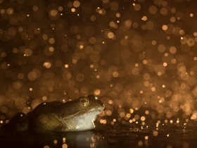 Ide_British_Wildlife_Photography_Awards_Menangkap_Keindahan_Alam_Liar_Inggris_6
