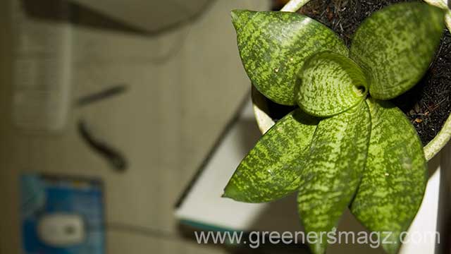 Sansevieria; Beragam Nama, Beragam Khasiat