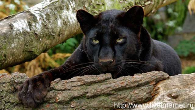 Macan Kumbang Gunung Semeru Serang Permukiman Greeners Co