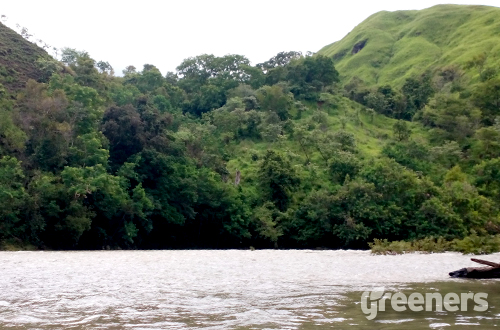 Hutan Cagar Alam. Foto: greeners.co/Danny Kosasih