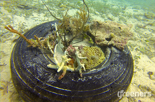 Salah satu bentuk transplantasi karang yang dibuat dalam acara Coral Day. Foto: dok. Telapak