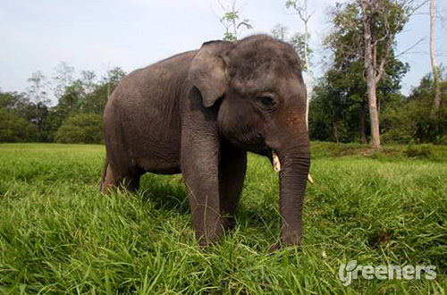Kerusakan Hutan Meningkat Populasi Gajah Menyusut 