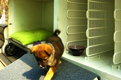 Ilustrasi: www.mnn.com