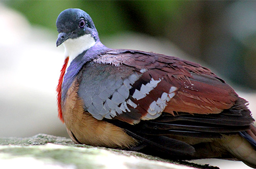 Perilaku Ayam pada  Merpati Mindanao Greeners Co