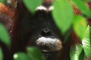 Fajar Dewanto - Pongo