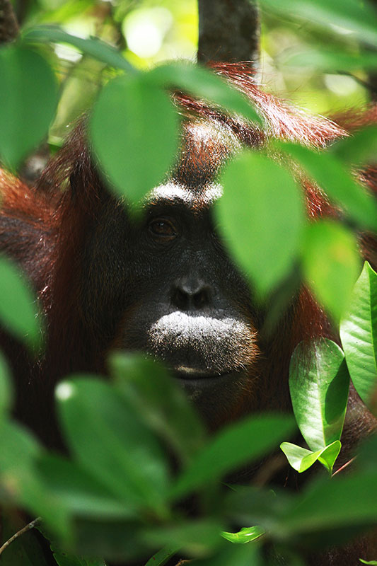 Fajar Dewanto - Pongo