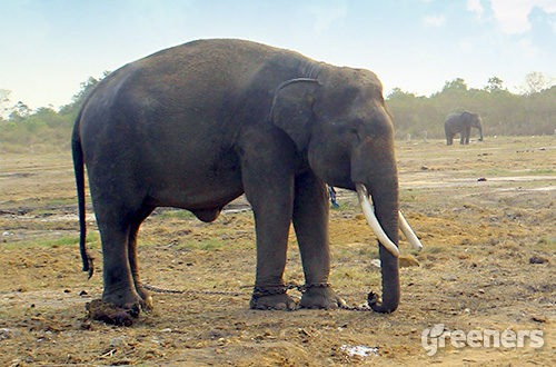 Gajah Sumatera  Mamalia Darat Raksasa yang Terancam Punah 