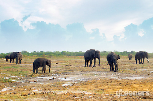  Gambar  Hewan Gajah  Sumatera Klik OK