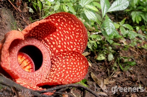 Rafflesia Arnoldii Bunga  Terbesar di Dunia Asal Sumatera 