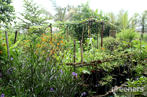 Salah satu sudut kebun di Pesantren At Thaariq. Berbagai jenis tanaman obat dan sayur yang ditanam disini juga menjadi laboratorium biologi dan pertanian bagi para santri. Foto: greeners.co/Teuku Wildan