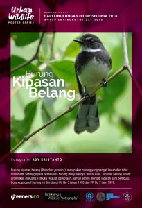 Poster Urban Wildlife 615x900-01