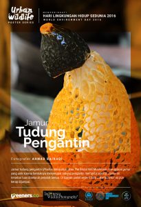 Poster Urban Wildlife 615x900-05