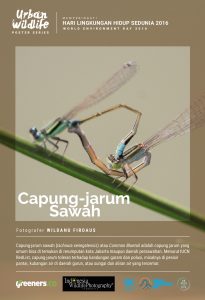 Poster Urban Wildlife 615x900-10