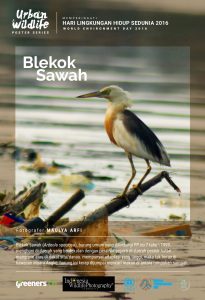 Poster Urban Wildlife 615x900-13