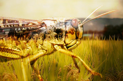 hama belalang kembara