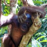 orangutan status
