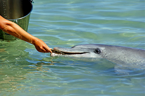finless porpoise