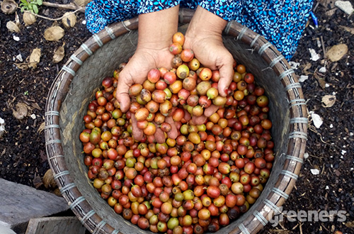 kopi liberika tungkal