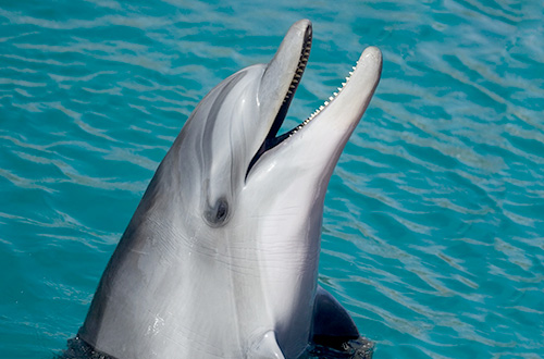 lumba-lumba hidung botol