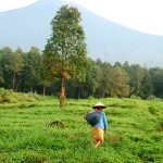 pembiayaan perhutanan