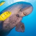 dugong