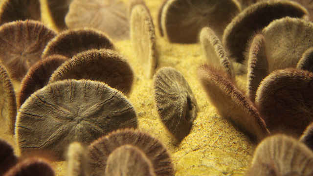 sand dollar