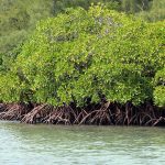 500 hektare mangrove