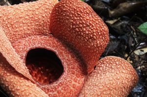 rafflesia patma