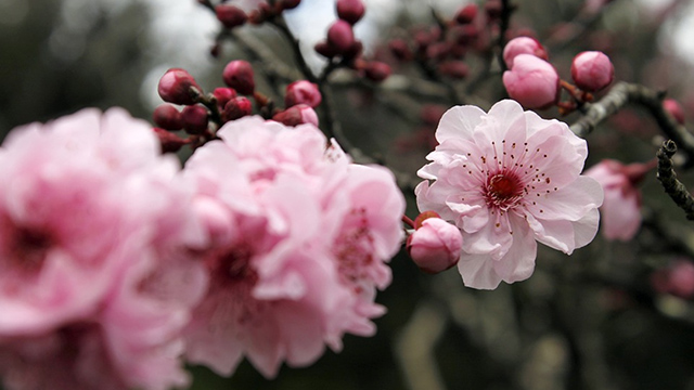 Bunga Sakura Tidak Cuma Tumbuh di  Jepang  Greeners Co