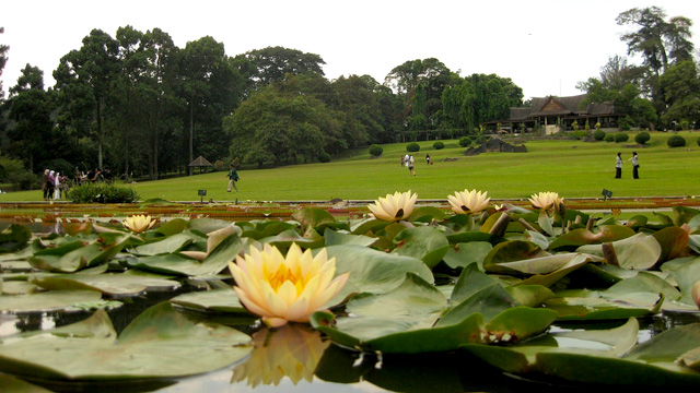 sampah di kebun raya