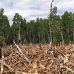 moratorium hutan