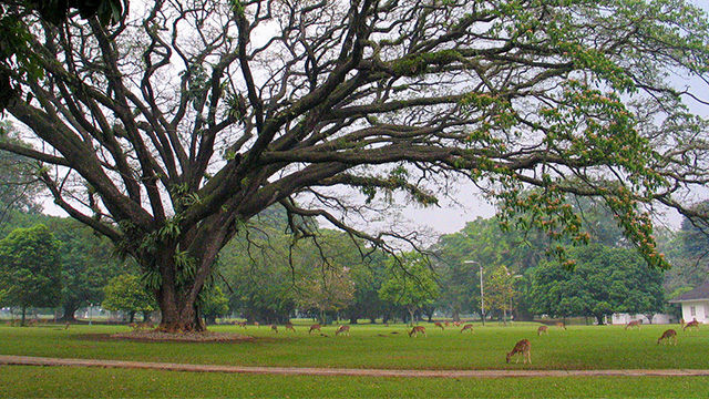 kebun raya
