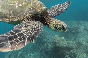 sea turtles population