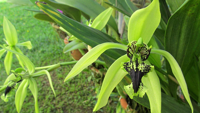 Anggrek Hitam Yang Tak Sepenuhnya Hitam Greeners Co