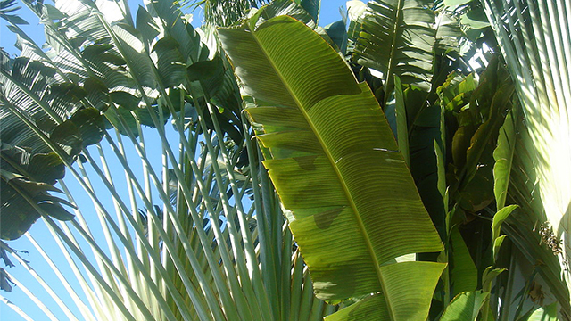 pohon pisang kipas